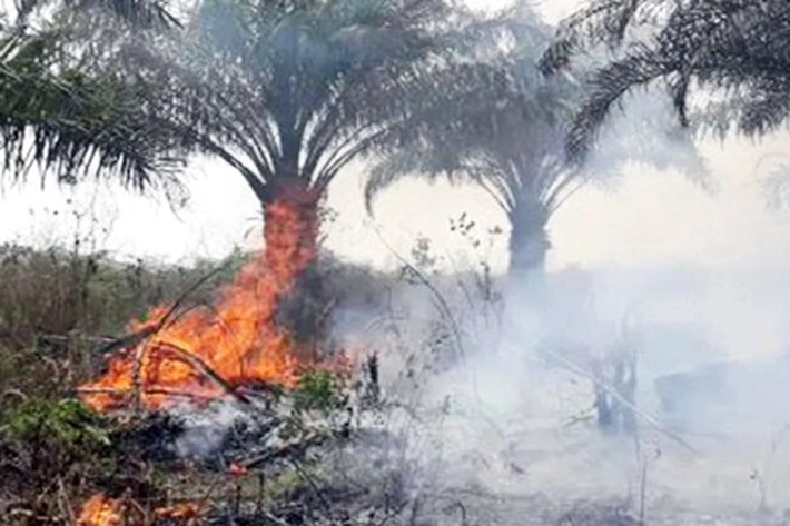 Tim Satgas Kesulitan Atasi Lahan Gambut Terbakar