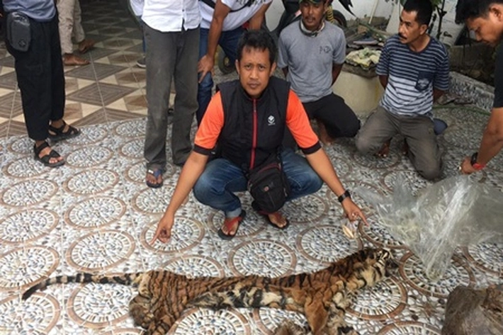 Polisi Ungkap Perdagangan Kulit dan Organ Harimau