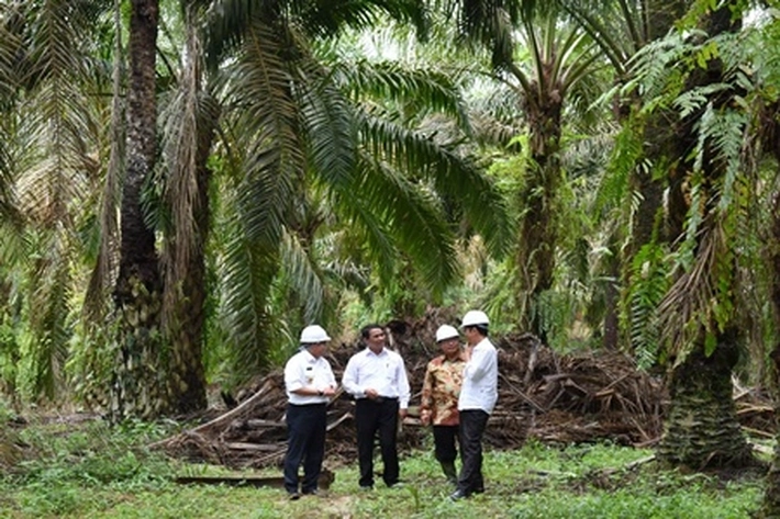 11 Perusahaan Perkebunan Sawit Penerima Subsidi Diminta Pertanggungjawabannya