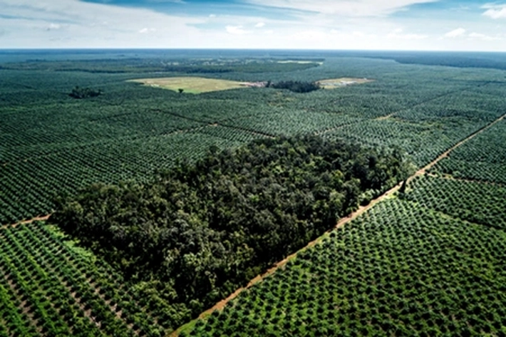 IPSPK3 RI Laporkan Konglomerat Sawit 'Disubsidi' ke KPK