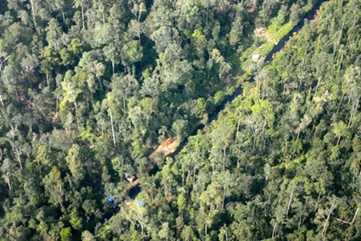 Ditengah Penyebaran Corona, Hutan Dikorbankan?