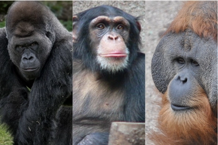 Virus Corona Ancam Orangutan, Gorila, dan Simpanse