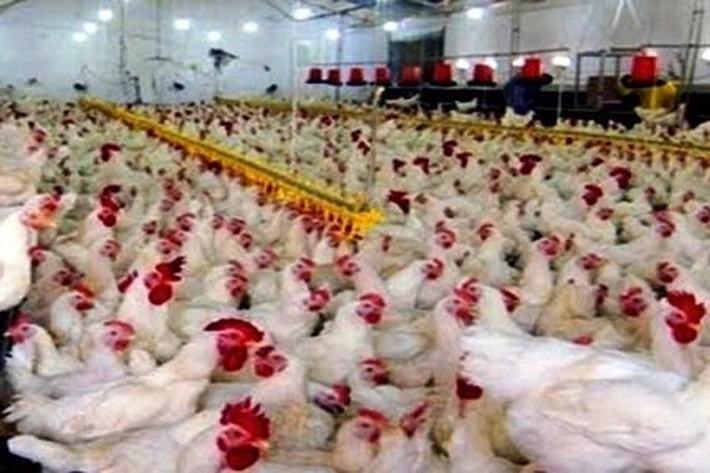 Pedagang Keluhkan Harga Ayam Menurun