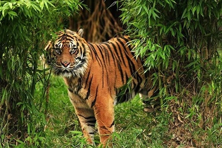 Sedang Sadap Karet, Warga Diterkam Harimau