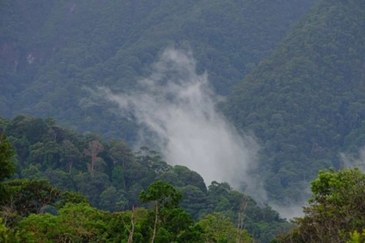 Dewan Tantang Keberanian Dishut Tindak Perusak Hutan