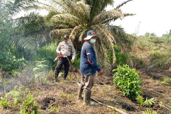 Dewan Dorong Aparat Hukum Proses Kebun Sawit Ilegal