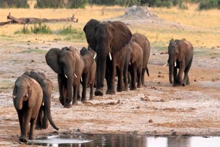 Gajah Afrika Selatan Banyak Mati Misterius