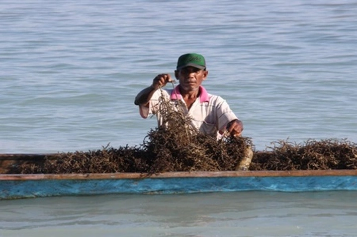 Kemenko Maritim Pantau Perdagangan Ikan Hias