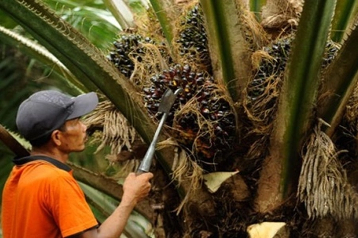 Petani Sawit Khawatirkan Dampak Negatif Karantina