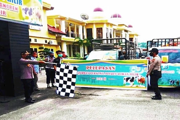 Polres Rohil Serahkan 57 Ekor Sapi Kurban di Idul Adha