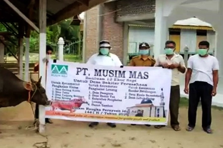 PT Musim Mas Salurkan 12 Ekor Hewan Kurban Dibagikan ke Masyarakat