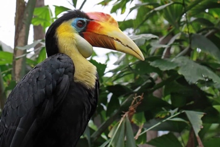 Burung Langka di Dunia Ada di Birds Park Al-Hada