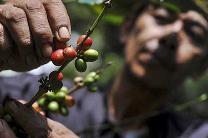 Petani Berharap Tanam Kopi Agar Bisa Naik Haji