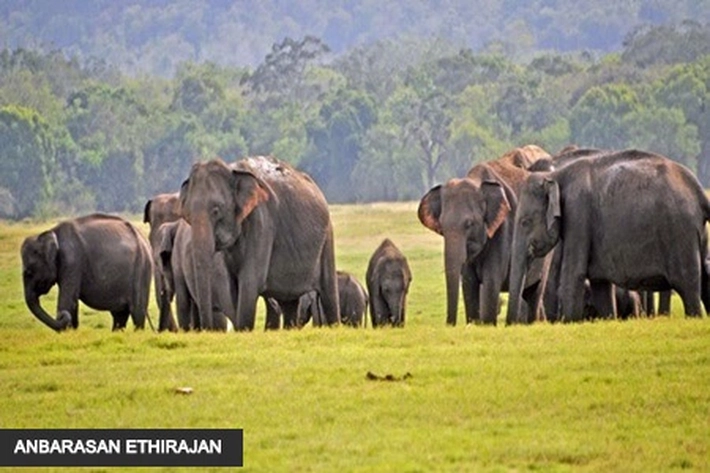 Angka Kematian Gajah Sri Lanka Membengkak Akibat Aktivitas Manusia