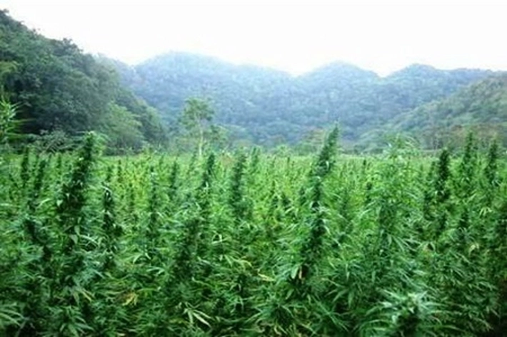 Pro - Kontra Ganja Sebagai Tanaman Obat
