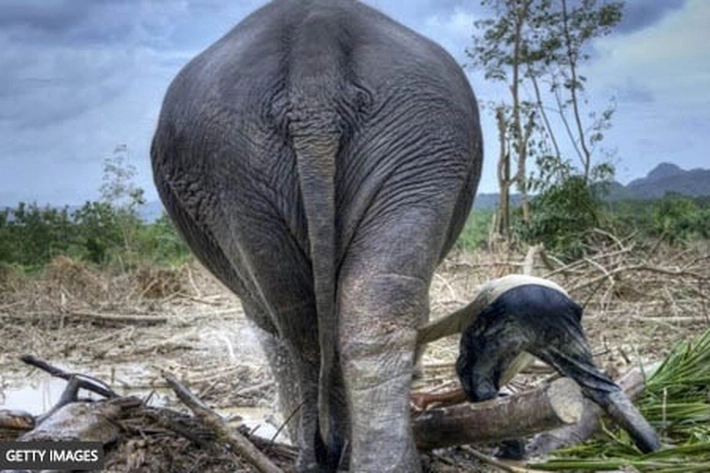 WWF: Satwa Liar Dibawah 'Tekanan, Ancaman dan Mendekati Malapetaka'