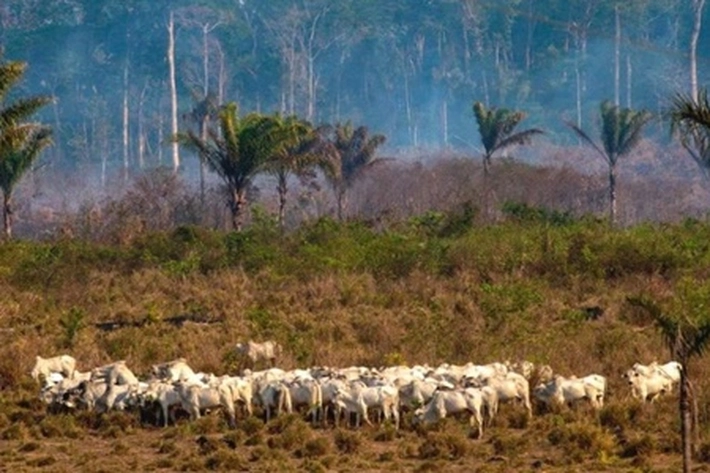 Pembukaan Hutan Untuk Lahan Sawit Harus Dihentikan