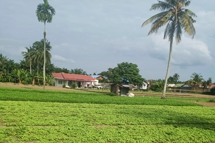 'Cerita Manis' Petani Sayur di Masa Pandemi