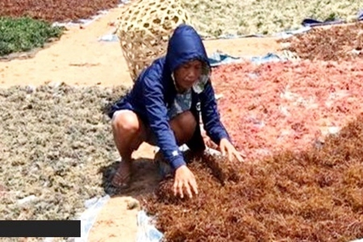 Covid-19: Pariwisata Terpuruk, Rumput Laut jadi 'Penyelamat'