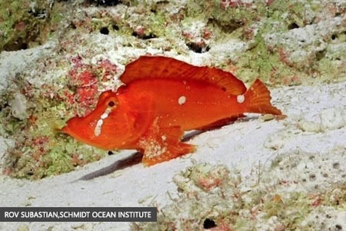 Spesies langka: 'Ikan Berjalan' Jauh dari Habitat Aslinya