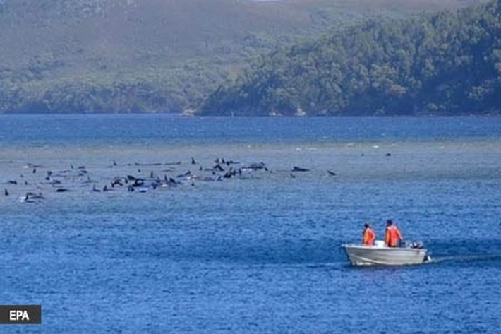 Hampir 400 Paus Mati Terdampar di Pesisir Barat Tasmania
