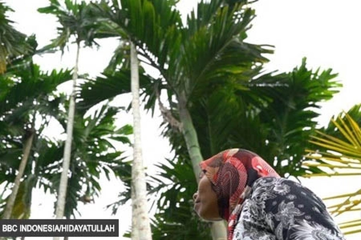 Demi Hidupi Keluarga, Perempuan Ini Bisa Panjat 60 Pohon Pinang Sehari