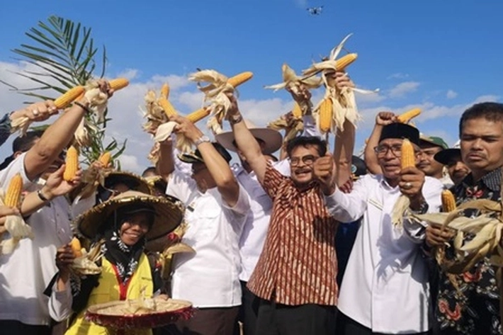 Mentan: Jagung Provit Alternatif Bahan Pangan Sehat