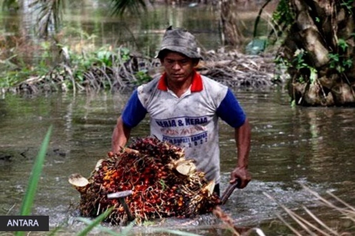 Gapki Minta Usaha Perkebunan Patuhi Protokol Kesehatan