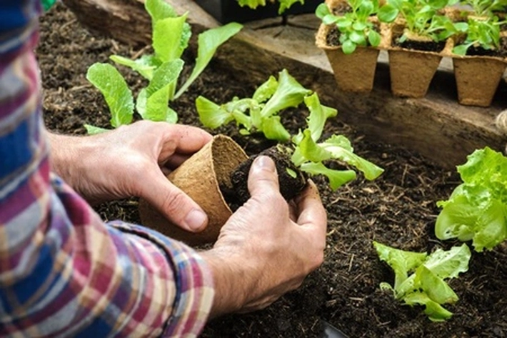 Demam Berkebun Ditengah Pandemi Covid-19: 'Tren atau Gaya Hidup Berkelanjutan?'