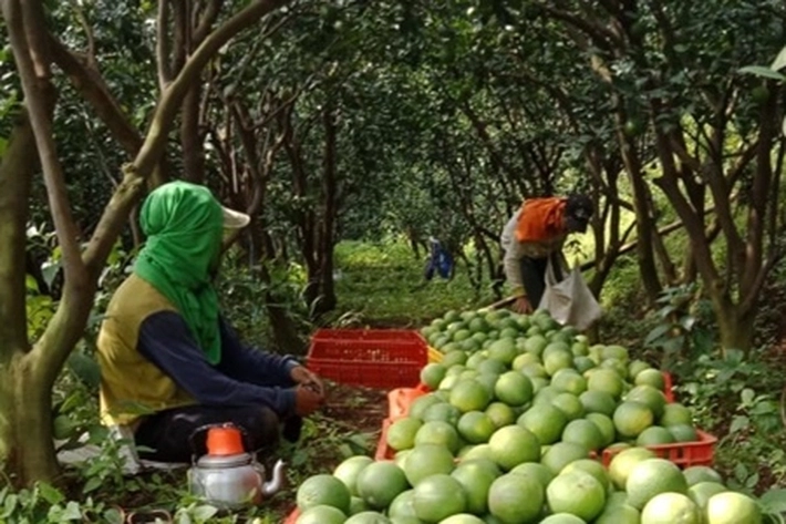 Pertamina Bantu Modal Kemitraan Buat Petani Hortikultura 