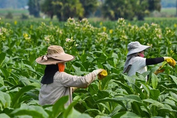 Hasil Panen Tembakau Petani Menumpuk, Daya Serap Pabrik Merosot