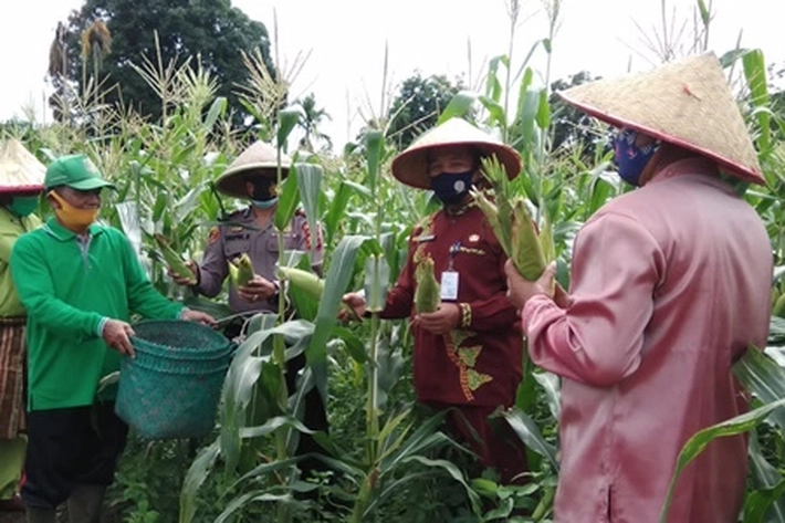 Pandemi Covid-19: Polsek Kuantan Tengah Berhasil Jalankan Program Ketahanan Pangan