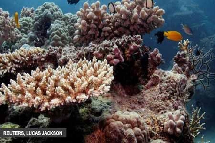Ilmuwan 'Temukan Cara Buat Terumbu Karang Lebih Tahan Panas'