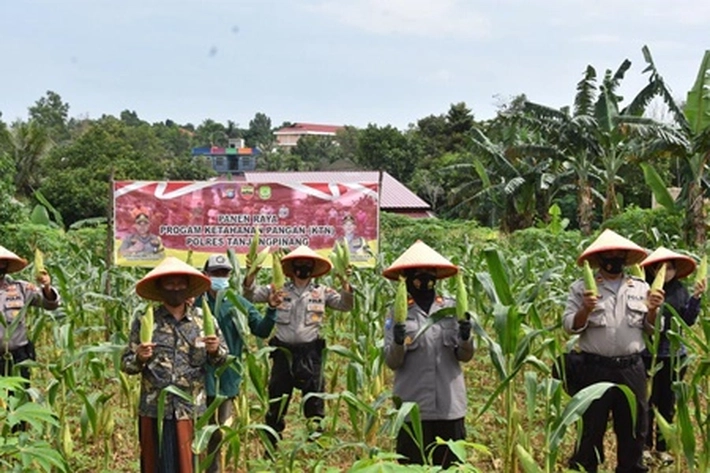 Polres Tanjungpinang Panen Raya Jagung