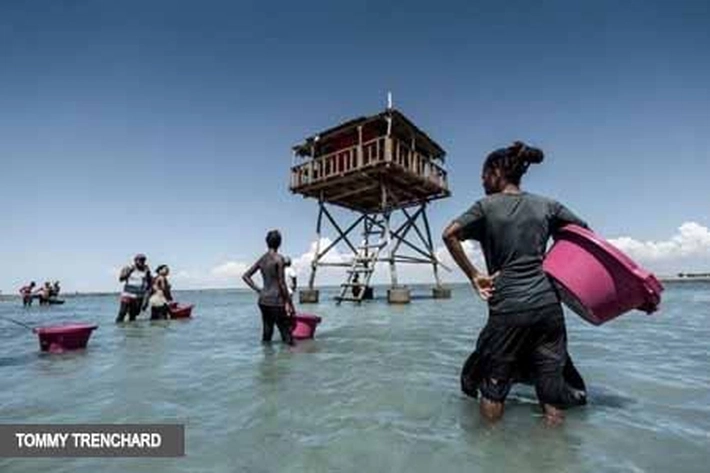 Petani Selamatkan Teripang yang Lezat - Mahal Harganya