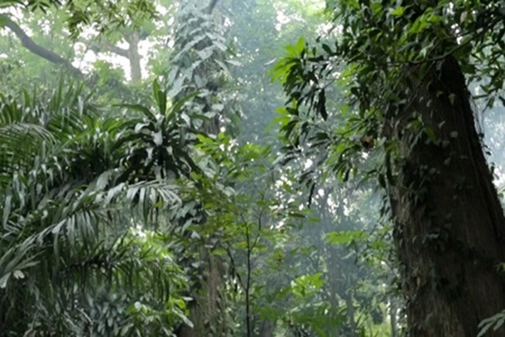 KLHK Puji Pengelolaan Hutan Riau