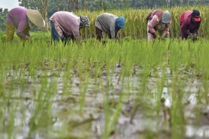Pemprov Riau Tunggu Arahan Rencana Perluasan Lahan Pangan