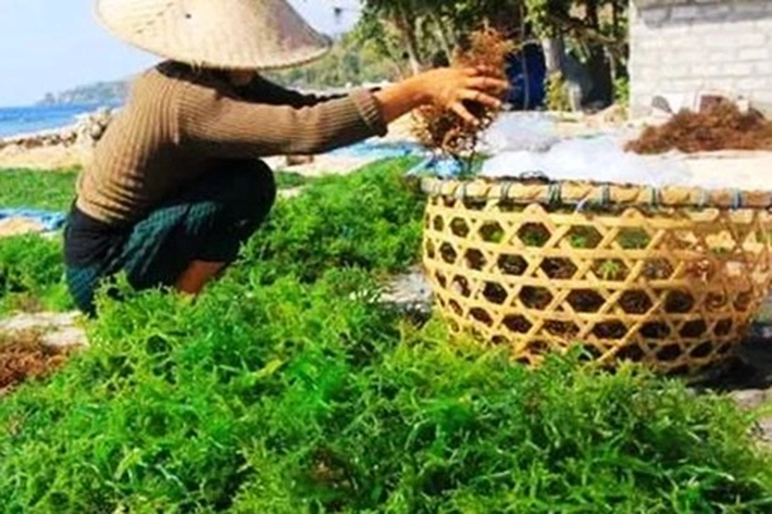 KKP Dorong Rumput Laut Jadi Pangan Alternatif