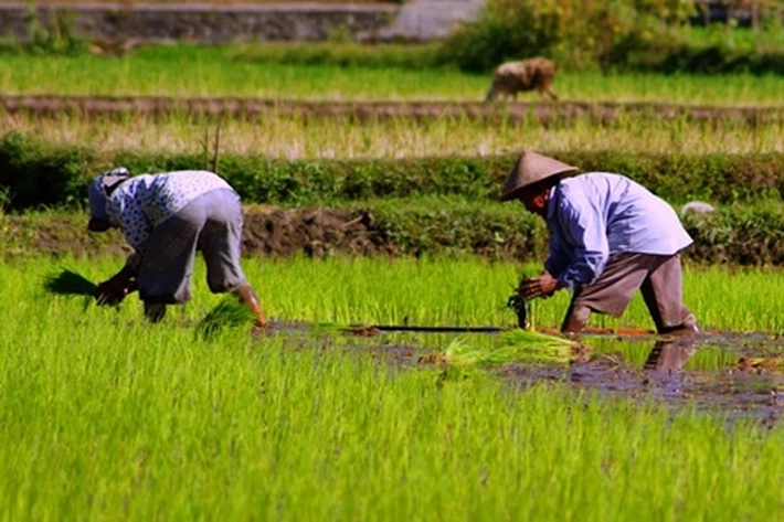 Petani Diimbau Mulai Tanam Padi