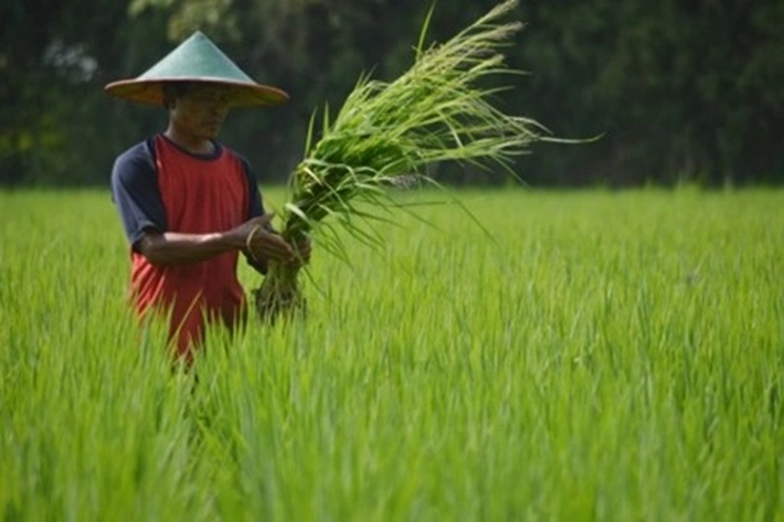 Petani Muda yang Kompeten dan Berdaya Saing Dibutuhkan