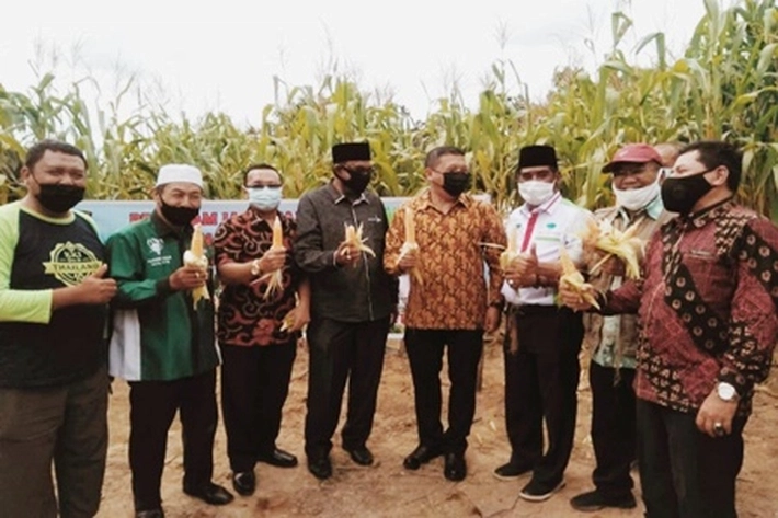 Kapolda Riau Ikut Panen Jagung di Kawasan Agriwisata
