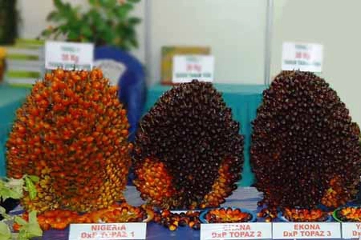 PT Astra Agro Lestari Punya Tiga Varietas Kelapa Sawit Produksi Tinggi