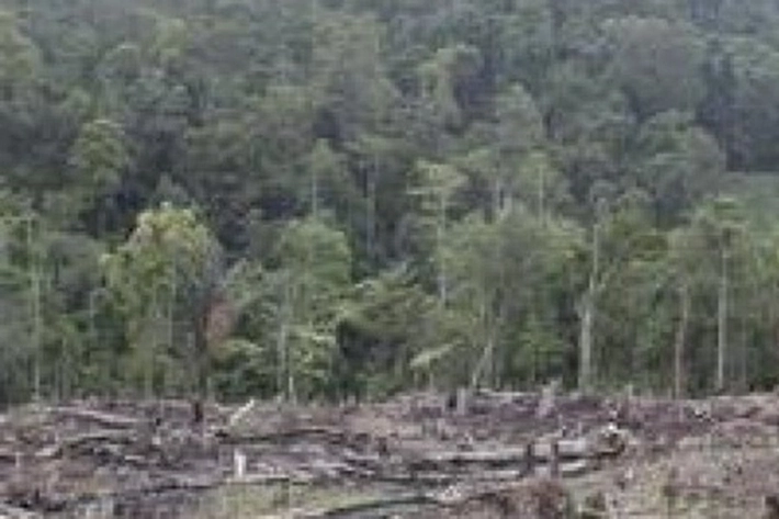 Banjir, Longsor, dan Kekeringan Ancam Riau, Kata Jikalahari