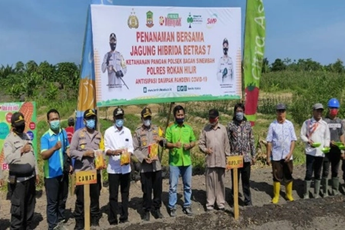 Kapolres Rohil Tinjau Program Ketahanan Pangan Penanaman Jagung Hibrida