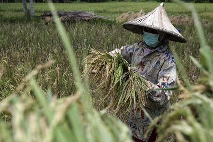  REESA Bahas Bisnis Pertanian di Masa Pandemi