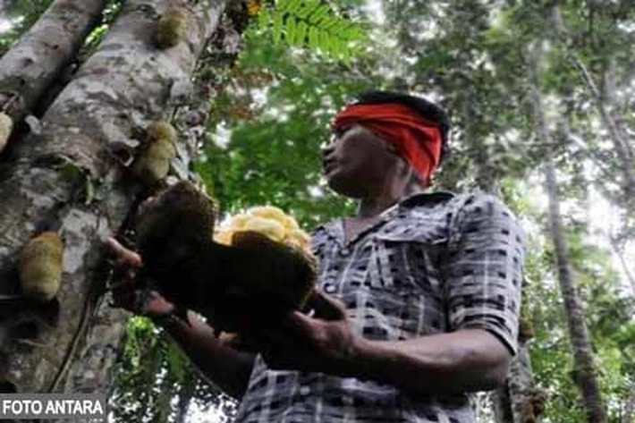 Apakah Warga Talang Mamak Lebih Kebal Covid-19?, 'Kehidupan di Hutan Terancam'