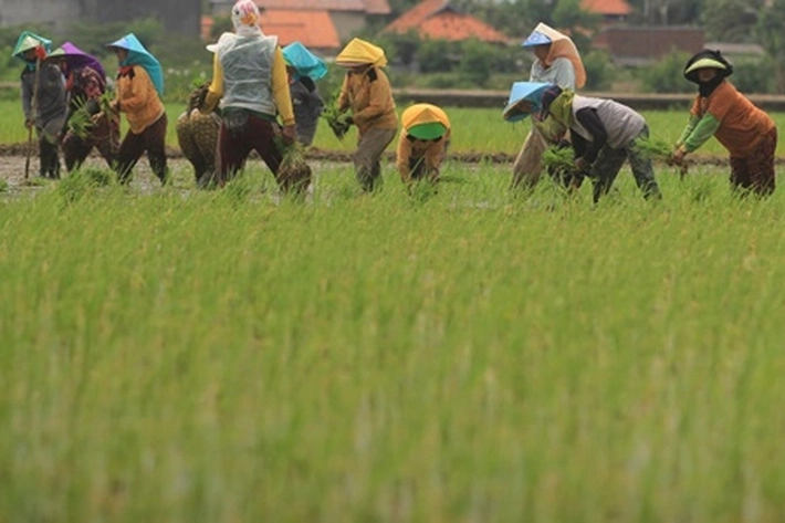  Direktur Indef Apresiasi Sektor Pertanian Tetap Tumbuh 