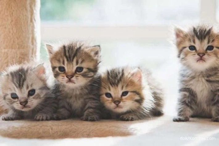 Anak Kucing Dijual di Media Sosial, 'Sangat Tidak Bertanggungjawab'