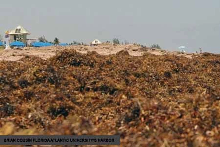 Rumput Laut Bisa Buat Kerusakan Lingkungan