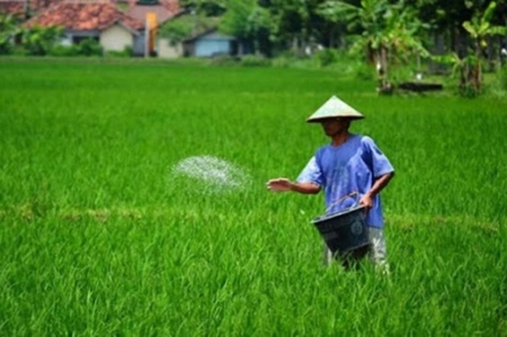 Teknologi Pemupukan Berimbang Sangat Penting 